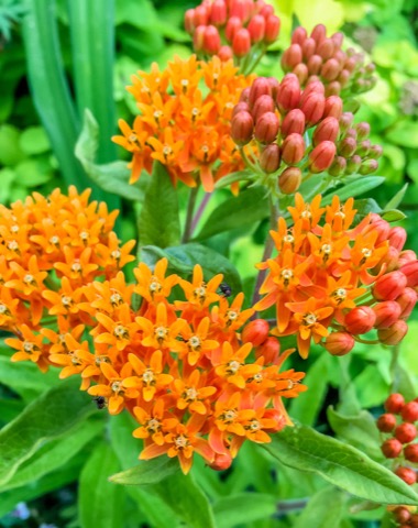 Asclepias