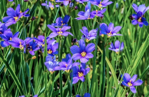 Blue Eyed Grass