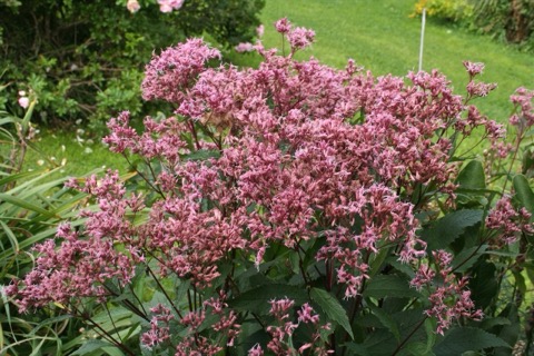 Eupatorium Tall