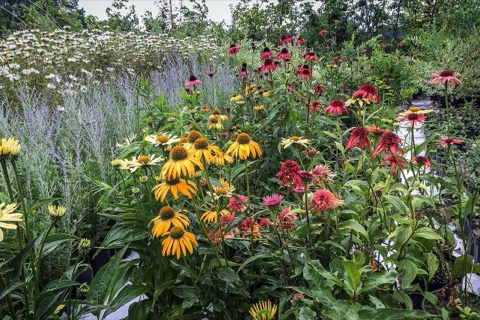 Lotsa Coneflowers