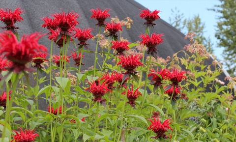 Monarda Red