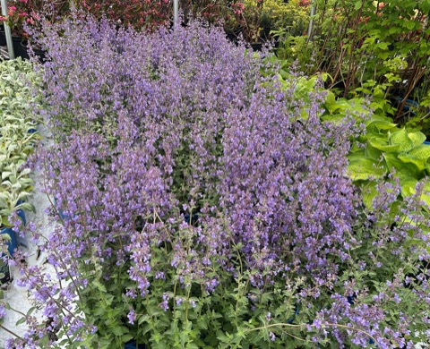 Nepeta Walkers Low