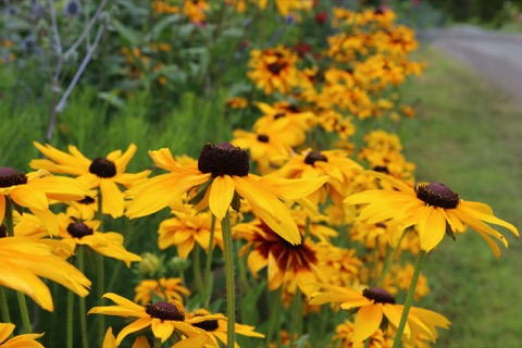 Rudbeckia