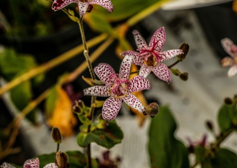 Tricyrtis