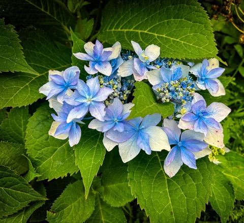 Hydrangea Tuff Stuff Ah-ha