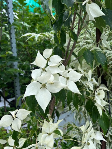 Cornus Kousa