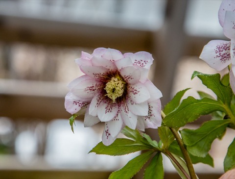 Hellebore