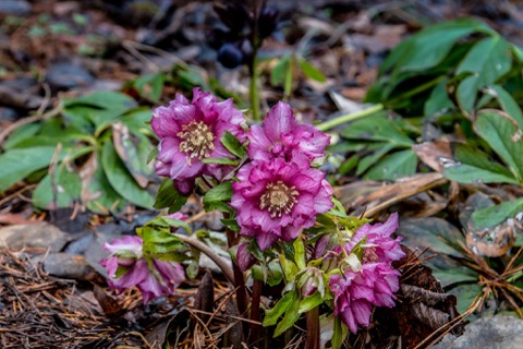 Hellebore Double 2