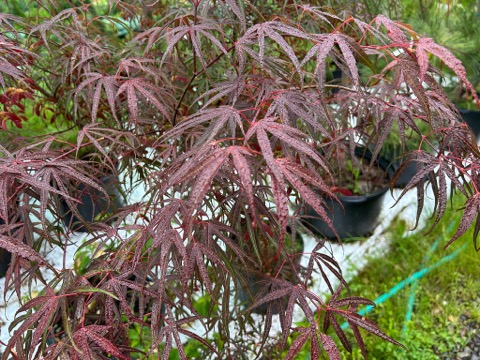 Japanese Maple