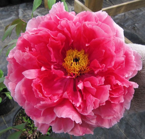 Pink Tree Peony