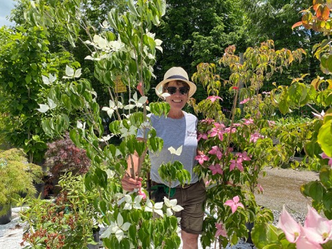 Display Garden with Dogwoods