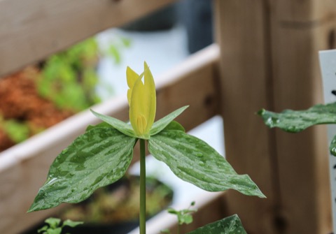 Yellow Trillium